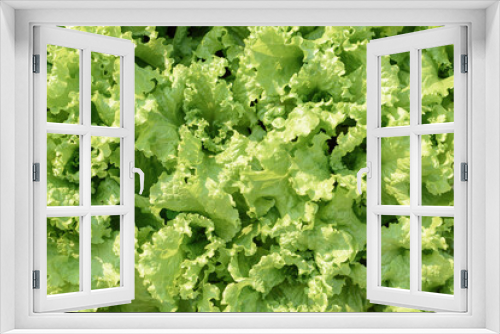 Fototapeta Naklejka Na Ścianę Okno 3D - Fresh green lettuce growing on garden bed in vegetable garden.