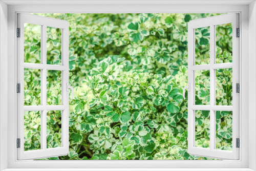 Fototapeta Naklejka Na Ścianę Okno 3D - Polyscias, ARALIACEAE or Ming Aralia,  green leaf background beautiful in the garden and Useful decorative ornamental plants