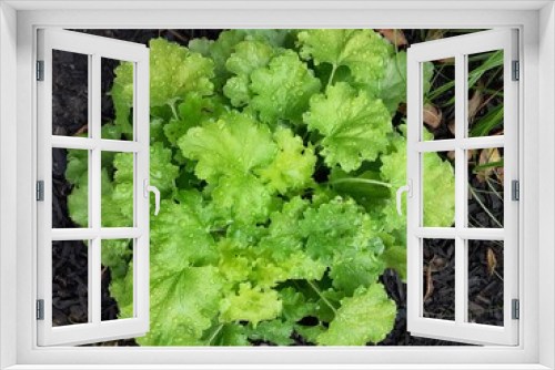 Fototapeta Naklejka Na Ścianę Okno 3D - lettuce in the garden