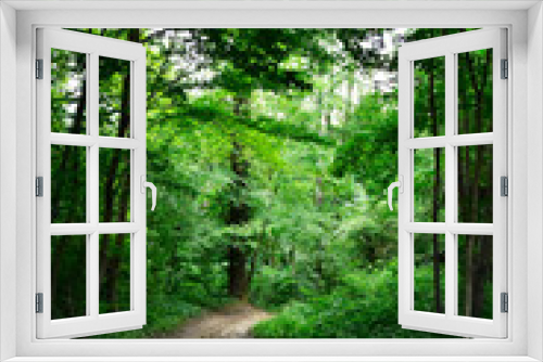 Fototapeta Naklejka Na Ścianę Okno 3D - Licht im Wald 