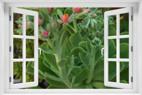 Fototapeta Naklejka Na Ścianę Okno 3D - Suculenta con flora / Floreciendo, floración / Fondo rústico (vintage)