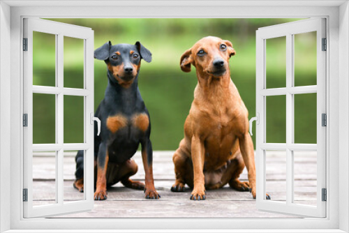 Fototapeta Naklejka Na Ścianę Okno 3D - Sable brown and black and tan miniature pinscher portrait on summer time.  German miniature pinscher sitting outdoors on a wooden pier with green background. Smart and cute pincher with big funny ears