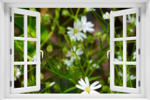 Fototapeta Naklejka Na Ścianę Okno 3D - white daisies in a garden