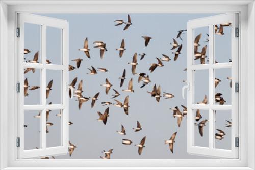 Fototapeta Naklejka Na Ścianę Okno 3D - flock of birds flies beautifully across the sky