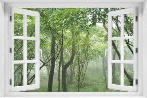Fototapeta Naklejka Na Ścianę Okno 3D - forest in a misty day