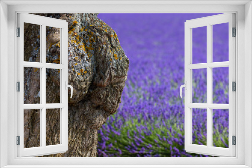 Fototapeta Naklejka Na Ścianę Okno 3D - Lavender (lavandin) fields, Valensole Plateau, Alpes Haute Provence, France, Europe