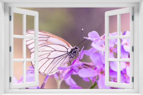 Fototapeta Naklejka Na Ścianę Okno 3D - Cabbage white batterfly on purple flowers. Gardening. Insect pests. Pieris brassicae.