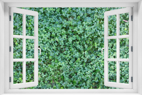 Fototapeta Naklejka Na Ścianę Okno 3D - carpet on the ground of small green clover