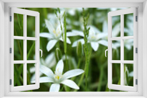 Fototapeta Naklejka Na Ścianę Okno 3D - white flowers-stars in the grass