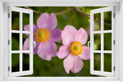 Fototapeta Naklejka Na Ścianę Okno 3D - Herbst-Anemonen Blüten