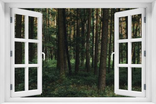 Fototapeta Naklejka Na Ścianę Okno 3D - Wiosenny las 