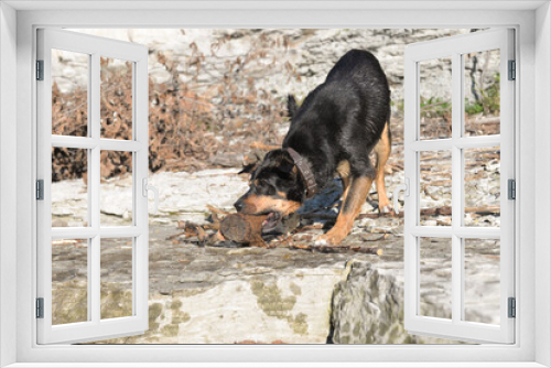 Fototapeta Naklejka Na Ścianę Okno 3D - In self-isolation, you can walk your dog in the woods and swim with it in the river. The dog likes to run after sticks and gnaw them.