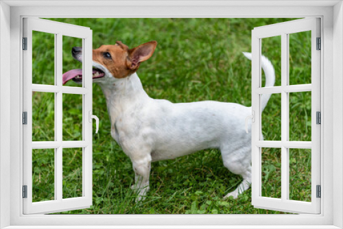 Fototapeta Naklejka Na Ścianę Okno 3D - Jack Russell terrier on green grass 