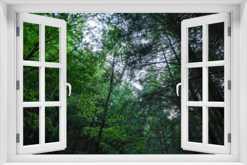 Fototapeta Naklejka Na Ścianę Okno 3D - Green beech tree sleaves mountain forest background,pattern texture
