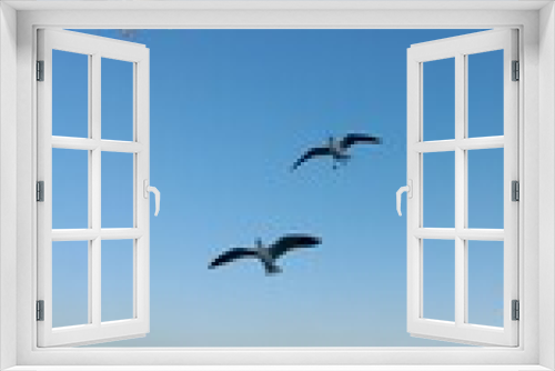 Fototapeta Naklejka Na Ścianę Okno 3D - Seagulls 