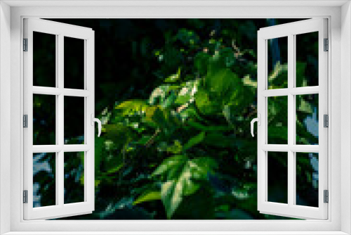Fototapeta Naklejka Na Ścianę Okno 3D - Green vines covering a tree