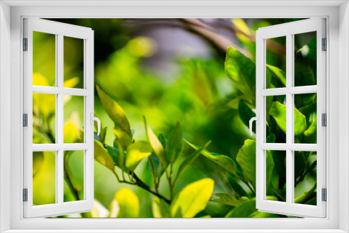Fototapeta Naklejka Na Ścianę Okno 3D - Nature photography of fresh green leaves on branches of trees, plants in garden and forest with sun beam in bright summer, spring blur nature background. Shallow Depth of Field, Copy Space For Text.