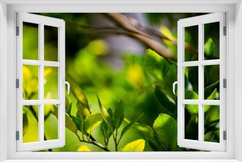 Fototapeta Naklejka Na Ścianę Okno 3D - Nature photography of fresh green leaves on branches of trees, plants in garden and forest with sun beam in bright summer, spring blur nature background. Shallow Depth of Field, Copy Space For Text.