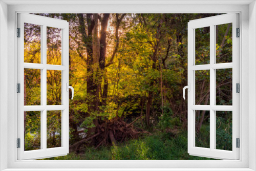 Fototapeta Naklejka Na Ścianę Okno 3D - Beautiful Creekside Foliage Backlit by Golden Afternoon Light