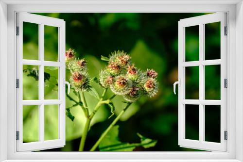 Fototapeta Naklejka Na Ścianę Okno 3D - Knospen und Blüten einer Distel im Wald im Abendlicht