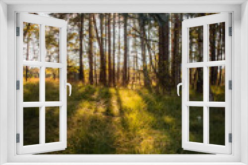 Fototapeta Naklejka Na Ścianę Okno 3D - Beautiful dreamy sunset sunt light in a green fresh summer forest with warm light. Realx in the calm woods and get some natural energy. Peaceful and realx nature scene