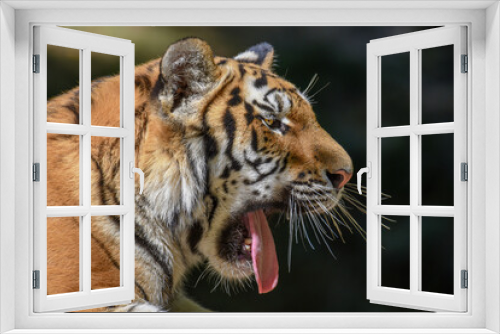 Fototapeta Naklejka Na Ścianę Okno 3D - Close up of a tiger s face with bare teeth Tiger Panthera tigris altaica 