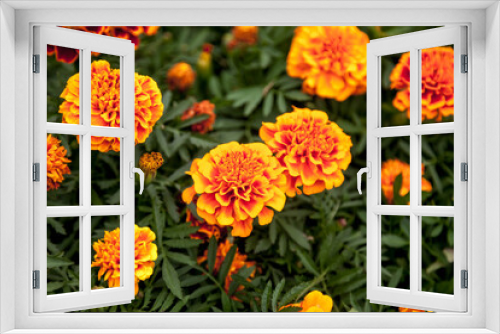 Fototapeta Naklejka Na Ścianę Okno 3D - Marigolds bright flowers with green leaves. Background of flowers close-up, top view. Selective focus. Floral design with space for creativity. Useful properties of marigolds concept. Copyright space