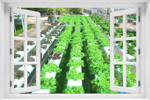 Fototapeta Naklejka Na Ścianę Okno 3D - Organic vegetable plots arranged together