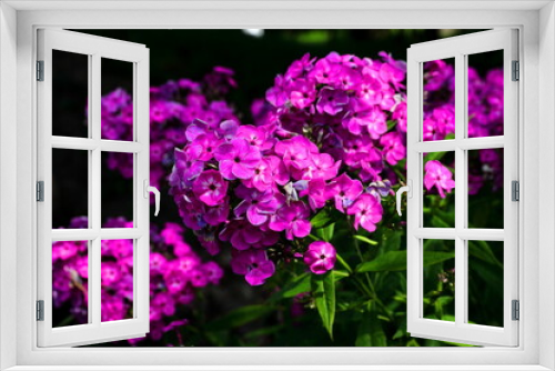 Fototapeta Naklejka Na Ścianę Okno 3D - Piękne kolorowe kwiaty kwitnące latem w miejskim ogrodzie botanicznym