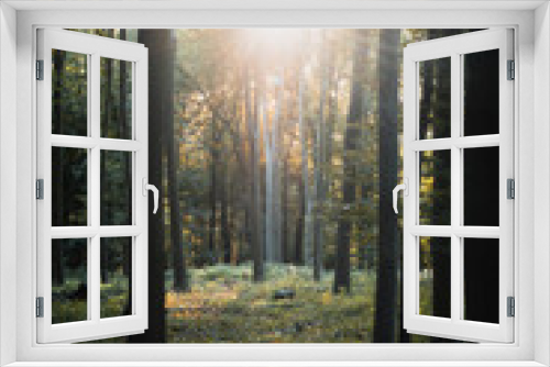 Fototapeta Naklejka Na Ścianę Okno 3D - Low evening sunset light in a mystic autumn forest with zen and peaceful like feeling. warm colorful sun light with fall leaves and orange tones in Germany