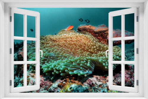 Fototapeta Naklejka Na Ścianę Okno 3D - Underwater reef scene, colorful coral reef ecosystem with tropical fish and clear blue water, Indonesia diving
