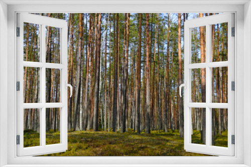 Fototapeta Naklejka Na Ścianę Okno 3D - Beautiful green spring coniferous forest on a sunny day.