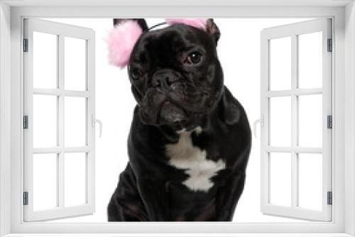 Fototapeta Naklejka Na Ścianę Okno 3D - Curious French Bulldog puppy wearing furry pink earmuffs, sitting
