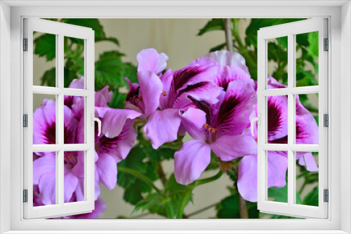 Fototapeta Naklejka Na Ścianę Okno 3D - Beautiful pink flowers of pelargonium Royale close up