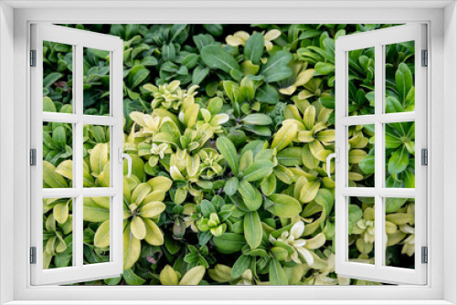 Fototapeta Naklejka Na Ścianę Okno 3D - Muchas pequeñas hojas de color verde 