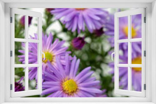Fototapeta Naklejka Na Ścianę Okno 3D - Aster flowers