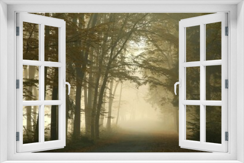 Fototapeta Naklejka Na Ścianę Okno 3D - Forest path on a misty autumn morning