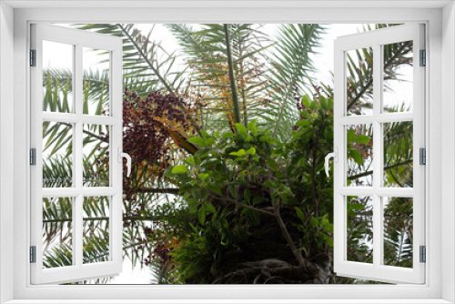 Fototapeta Naklejka Na Ścianę Okno 3D - 下から見たヤシの木