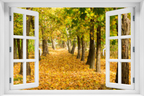 Fototapeta Naklejka Na Ścianę Okno 3D - Colorful bright autumn forest. Leaves fall on ground in autumn. Autumn forest scenery with warm colors and footpath covered in leaves leading into scene.