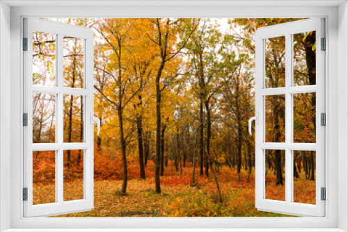Fototapeta Naklejka Na Ścianę Okno 3D - Colorful bright autumn city park. Leaves fall on ground. Autumn forest scenery with warm colors and footpath covered in leaves. A trail going into woods showcasing amazing fall colors.