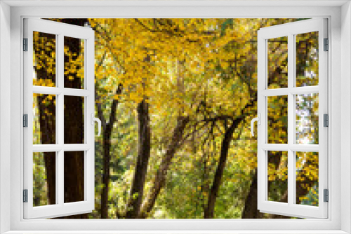 Fototapeta Naklejka Na Ścianę Okno 3D - Colorful bright autumn city park. Leaves fall on ground. Autumn forest scenery with warm colors and footpath covered in leaves leading into scene.