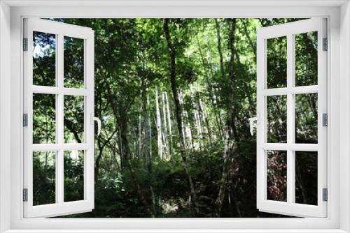 Fototapeta Naklejka Na Ścianę Okno 3D - 日本の渓谷の景色