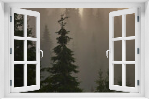 Fototapeta Naklejka Na Ścianę Okno 3D - Pine forest in a misty morning