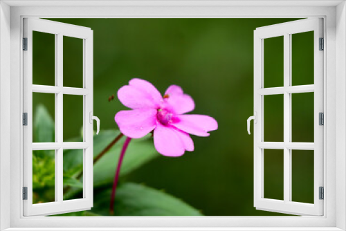 Fototapeta Naklejka Na Ścianę Okno 3D - Light pink color impatiens or busy lizzie flower