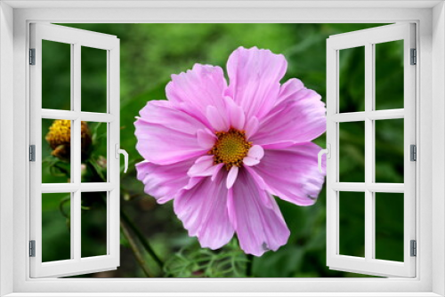 Fototapeta Naklejka Na Ścianę Okno 3D - Beautiful Cosmos flower (Cosmos Bipinnatus) with blurred background