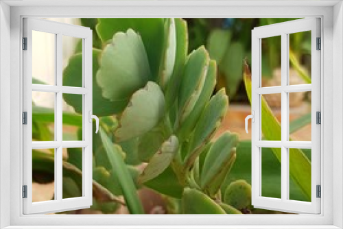 Fototapeta Naklejka Na Ścianę Okno 3D - aloe vera plant
