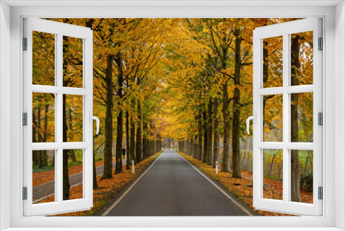 Fototapeta Naklejka Na Ścianę Okno 3D - Autumn colors along a rural road near Overveen, Netherlands