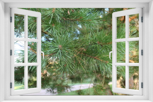 Fototapeta Naklejka Na Ścianę Okno 3D - Pine branches close up in summer