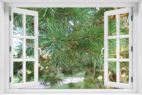 Fototapeta Naklejka Na Ścianę Okno 3D - Pine branches close up in summer