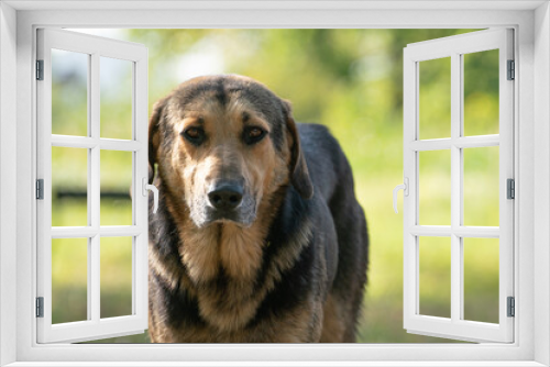 Fototapeta Naklejka Na Ścianę Okno 3D - sad homeless dog, close-up, selective focus